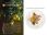 Restaurant <strong> Citroniers